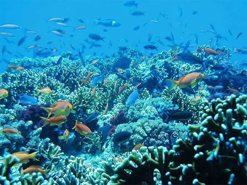 blue lagoon snorkeling